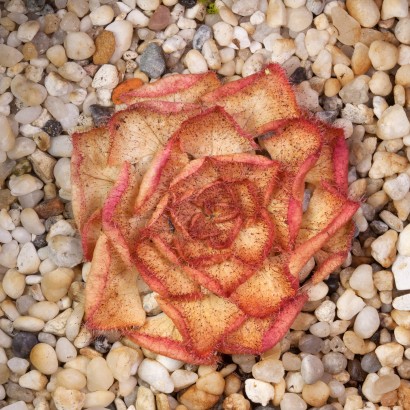 Drosera zonaria dry